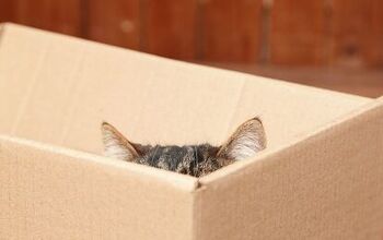 Why Do Cats Like Boxes?