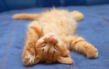 Why Do Cats Sleep So Much?