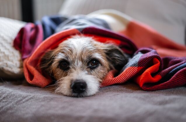 why do dogs burrow in their blankets, Photo credit Sonja Rachbauer Shutterstock com