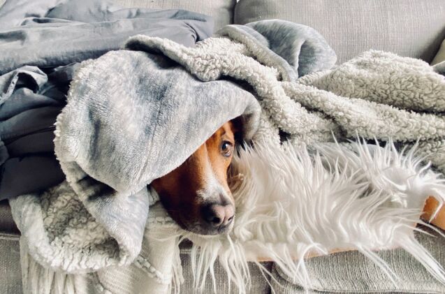 why do dogs burrow in their blankets, Photo credit N K Shutterstock com