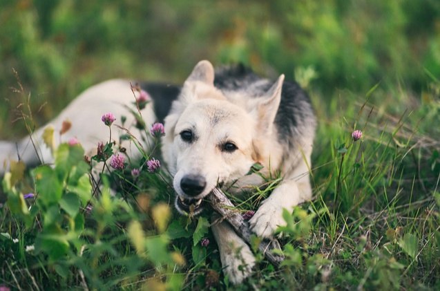 why do dogs eat sticks