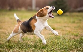 Why Do Dogs Love to Fetch?