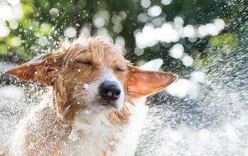 Why Do Dogs Stink When Wet?