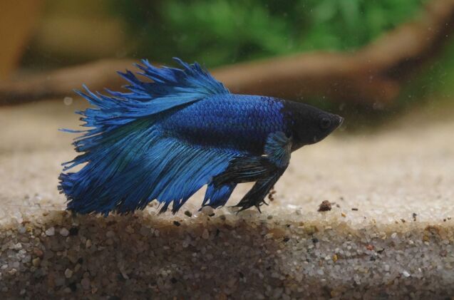 why do my betta fishs fins look ripped, Photo credit MEDIAIMAG Shutterstock com