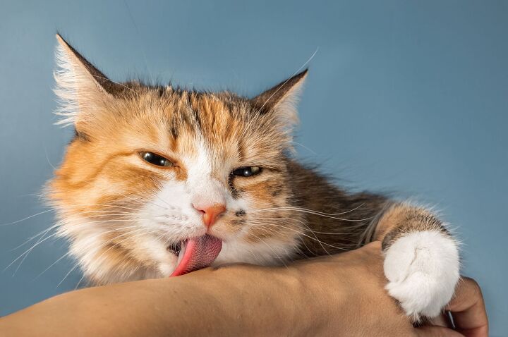 why does my cat lick me, sophiecat Shutterstock