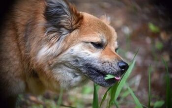 Why Does My Dog Eat Grass?