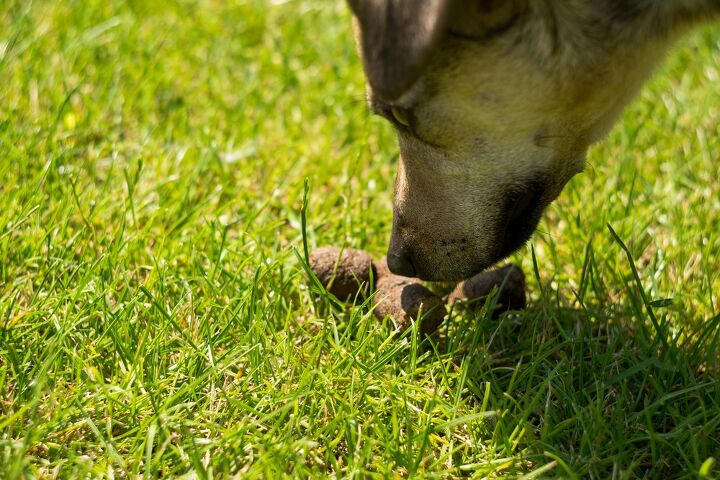 why does my dog eat poop, xtotha Shutterstock