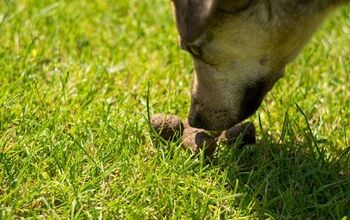 Why Does My Dog Eat Poop?