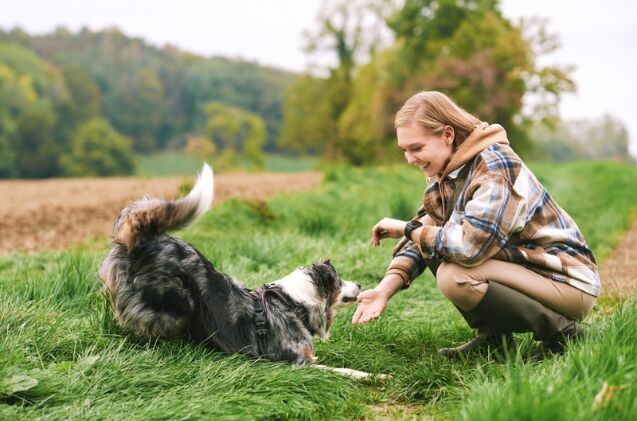 why does my herding dog nip people, Photo credit Anna Nahabed Shutterstock com