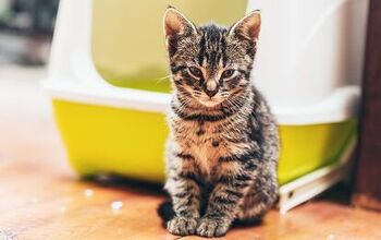 Why is My Cat Peeing Outside the Litter Box?