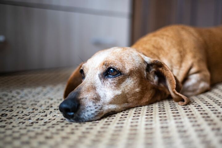 why is my dog vomiting white foam, Renko Aleks Shutterstock