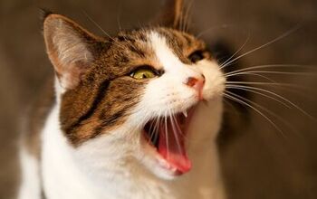 Why You Shouldn’t Ignore Your Cat’s Bad Breath