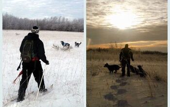 Winter Workout: The Frost-Savvy Snowshoe Dog