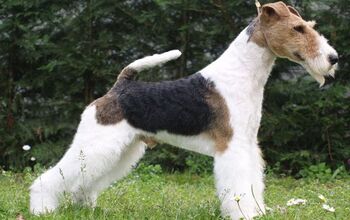 Wire Fox Terrier