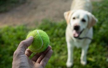 Wish Your Dog Could Understand You? New Study Says They Can!