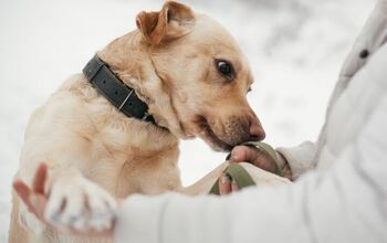 With Just a Sniff, Dogs May be Able to Curtail PTSD Episodes