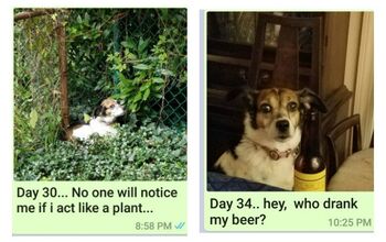 World’s Best Mom Sends Dog-A-Day Pictures To Her Son For A Year