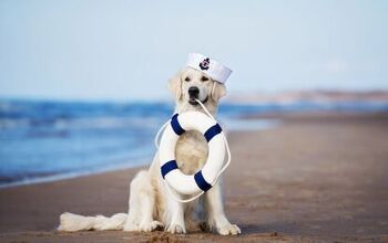 World’s Largest Cruise Ship Welcomes a Super Cute Dog as a Resident