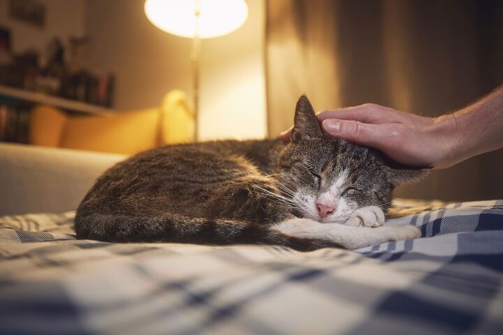 World’s Oldest Cat Dies at 33