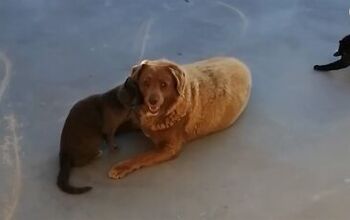 World’s Oldest Dog Celebrates His 31st Birthday