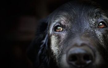 World’s Oldest Dog Posthumously Stripped of His Title