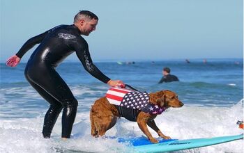 World’s Only SURFice Dog Receives Gnarly New Ride