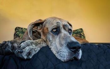 The World’s Tallest Dog Zeus Dies at Age Three After Battling Cancer