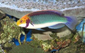 Wrasse