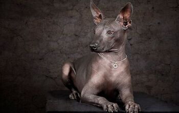 Xoloitzcuintli