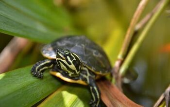 Yellow-Bellied Slider