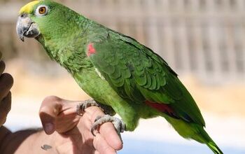 Yellow Crowned Amazon