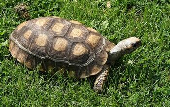 Yellow-Footed Tortoise