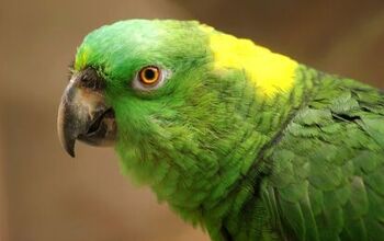 Yellow Naped Amazon