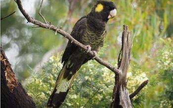 Yellow Tailed Black Cockatoo