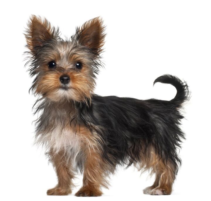 yorkshire terrier