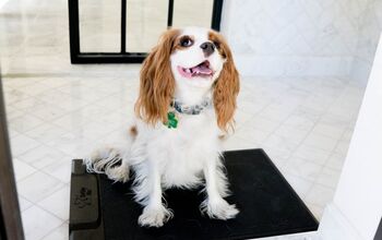 Your Dog Can Text You When He’s Gotta Go With New Barking Mat