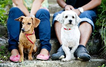 Your Jealous Dog: Study Shows Jealousy In Dogs Is Real