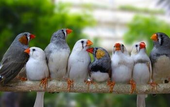 Zebra Finch