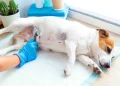 Complete Guide to Sensitive Stomach in Dogs: Causes, Symptoms, Treatment & Diet