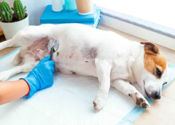 Complete Guide to Sensitive Stomach in Dogs: Causes, Symptoms, Treatment & Diet