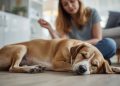 Signs of a Sensitive Stomach in Dogs: What to Watch For