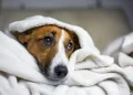 When Should You Worry About Your Dog’s Stomach Problems? Red Flags Every Owner Should Know