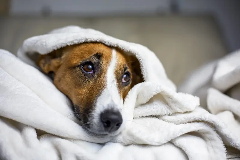 When Should You Worry About Your Dog’s Stomach Problems? Red Flags Every Owner Should Know
